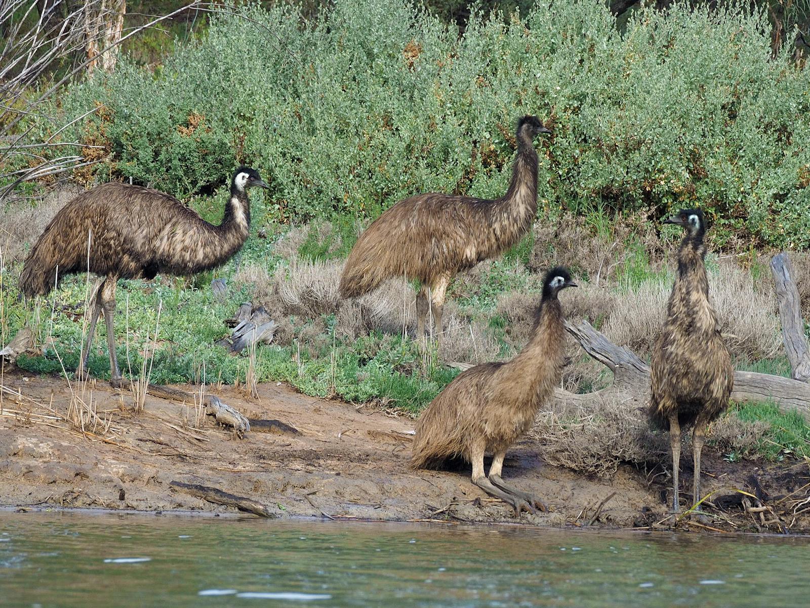 Canoe the Riverland - Dinghy Cruises