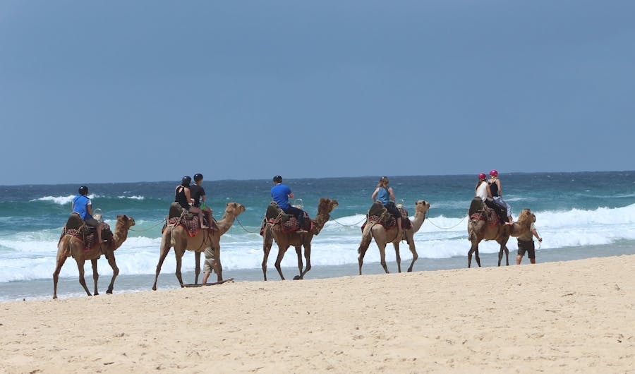 Port Macquarie Camel Safaris Port Macquarie Camel Safaris