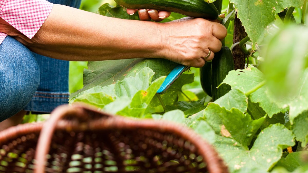 Visitor harvesting cucumbers