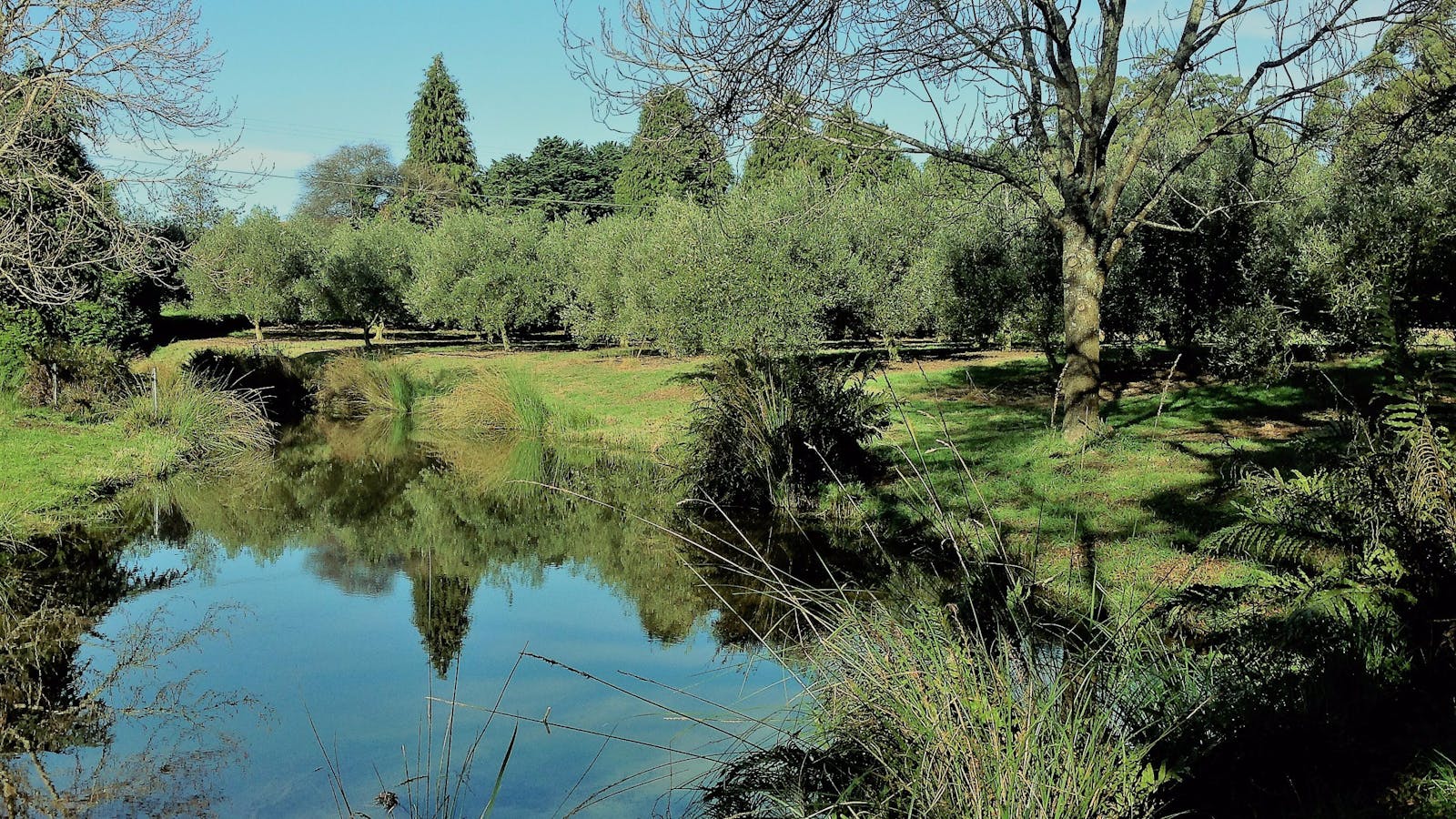 Cradle Coast Olives