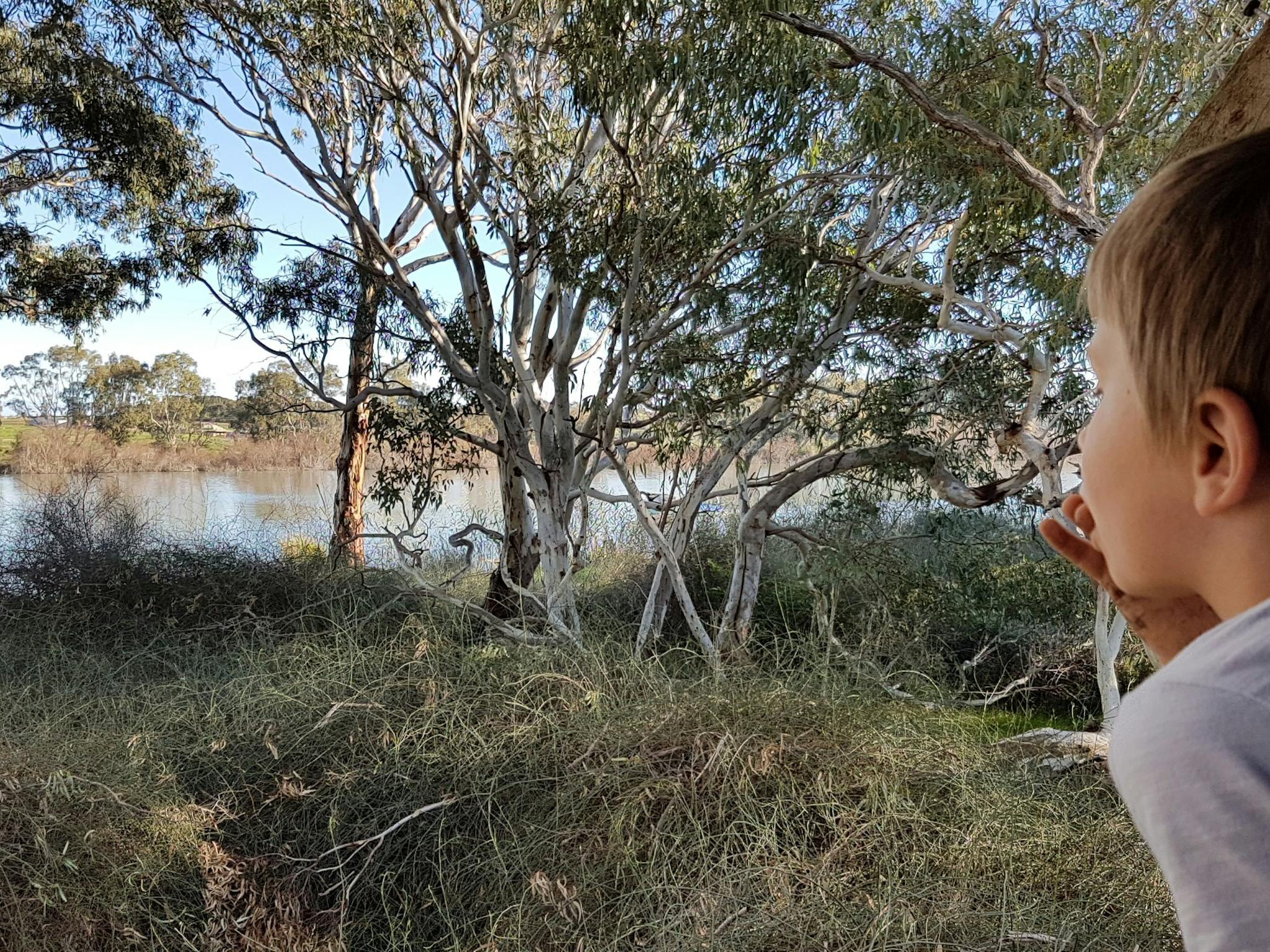 Swanport Wetlands