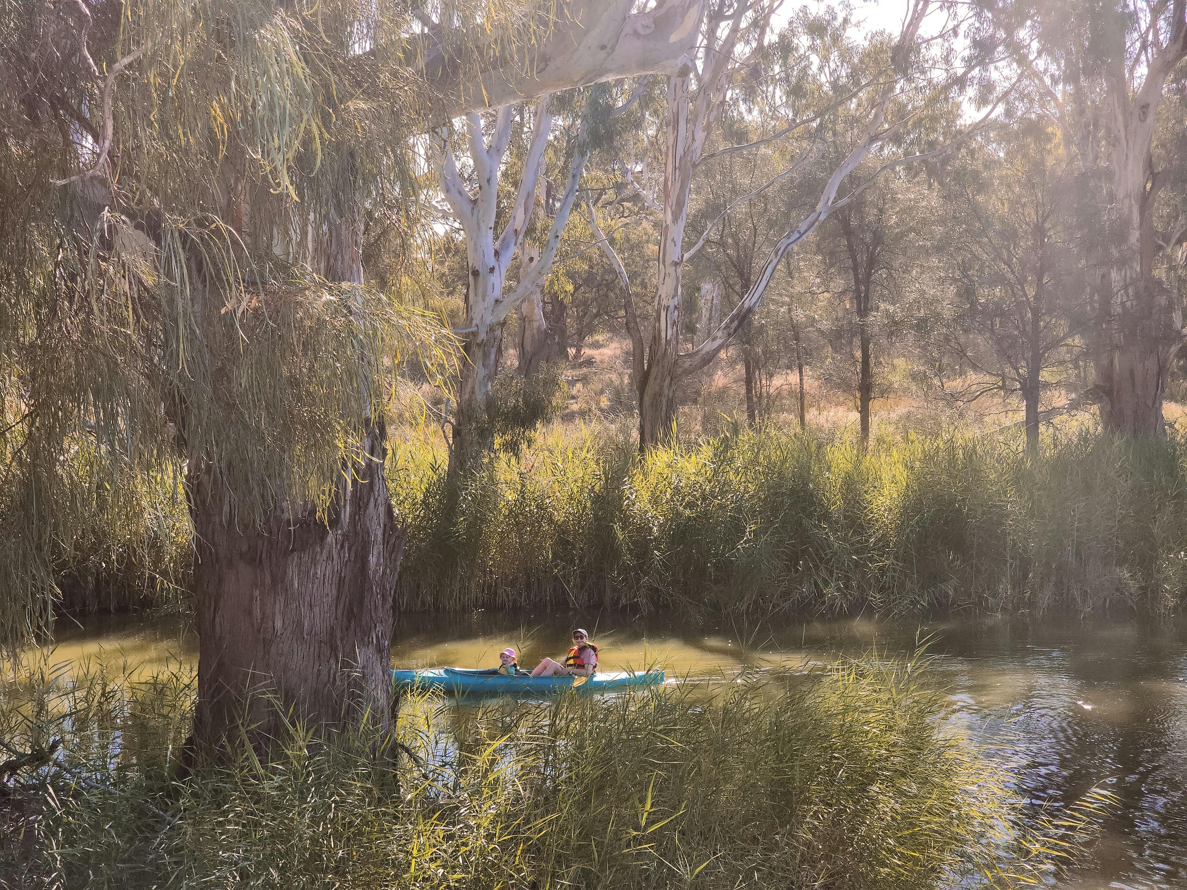 Family kayaking along a peaceful Murray River backwater surrounded by river red gums and reeds.