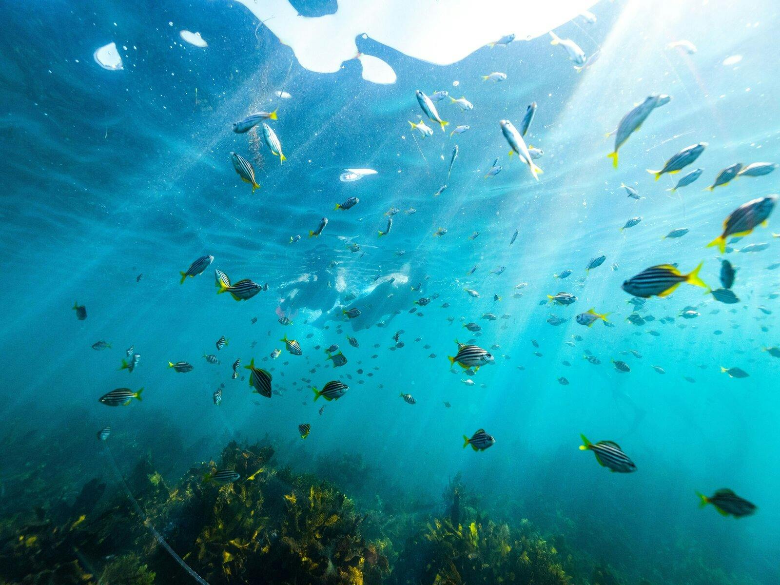 シドニー シュノーケリング シェリービーチ マンリー