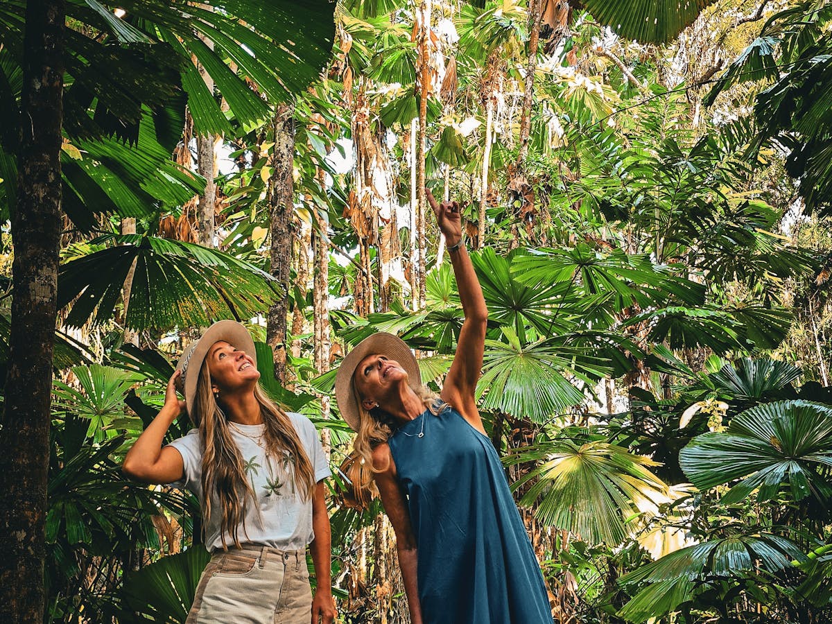 Daintree Fan Palm Farm