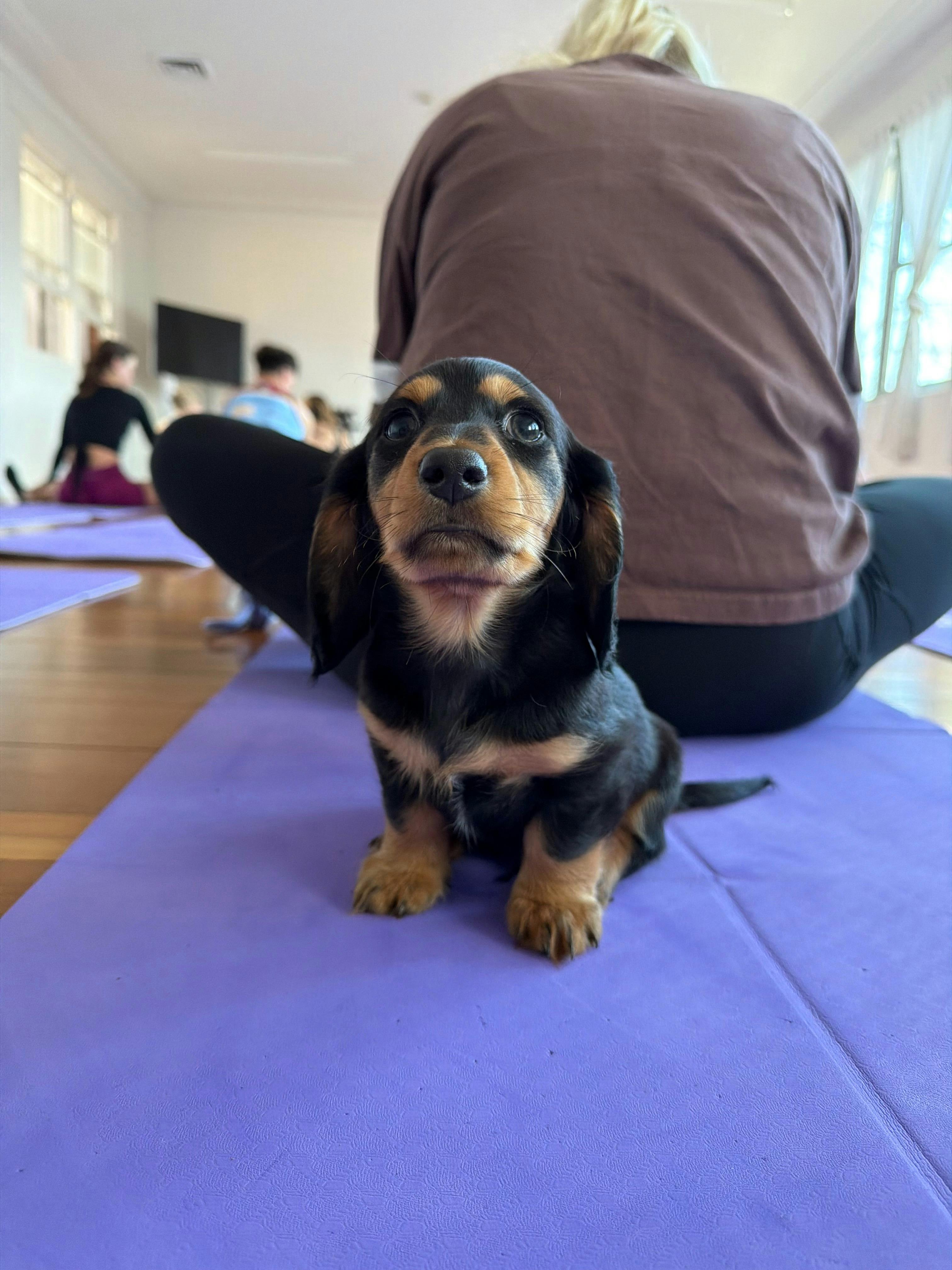 A black and tan puppy joins participants on a yoga mat in Newcastle.