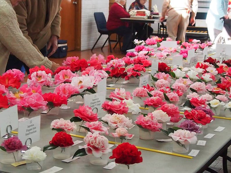 Image of the event 'Annual Camellia Show'