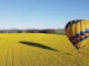 Balloon and shadow over canola field