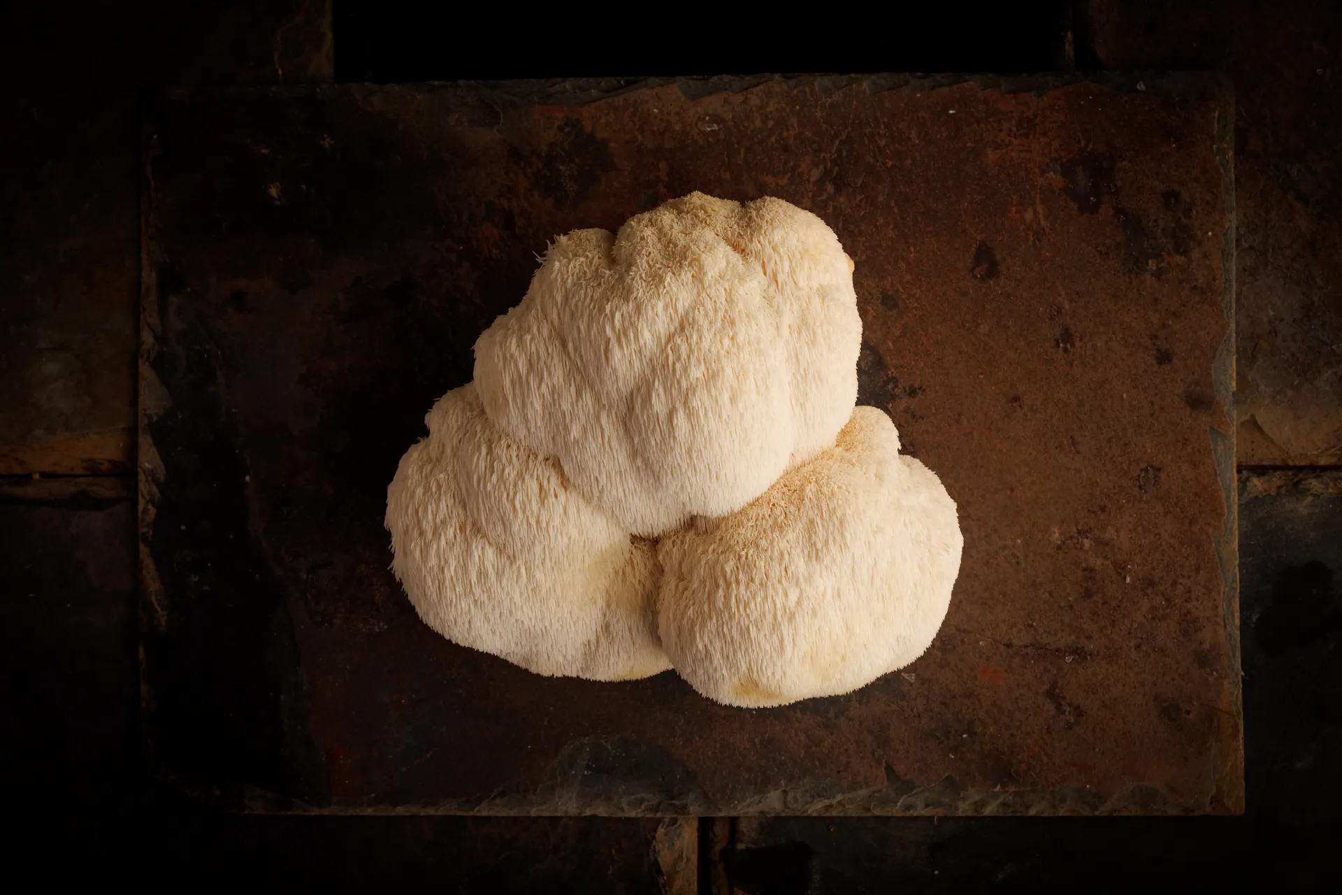Lion's Mane mushroom, grown at Eastwell Farms