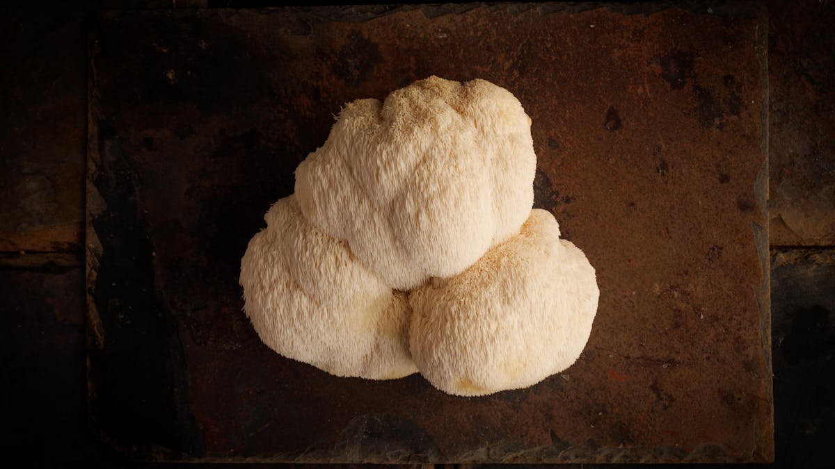 Lion's Mane mushroom, grown at Eastwell Farms