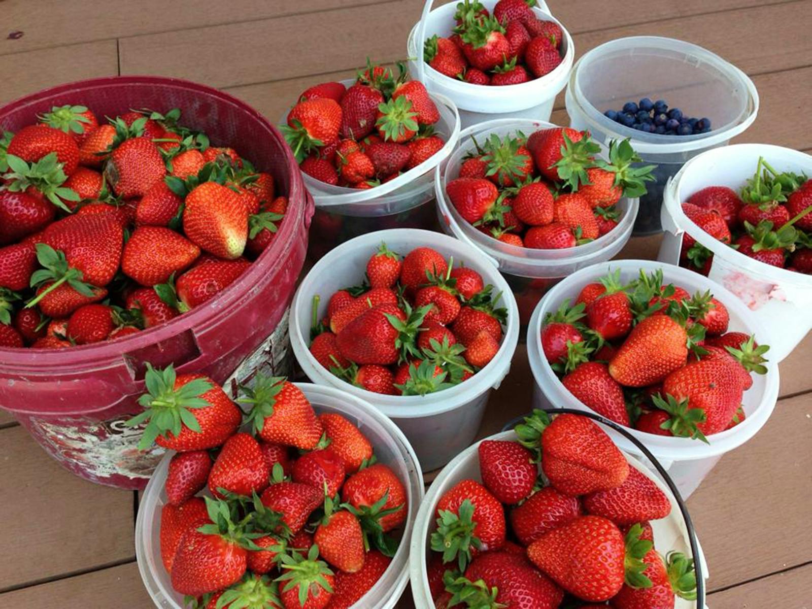 strawberry buckets
