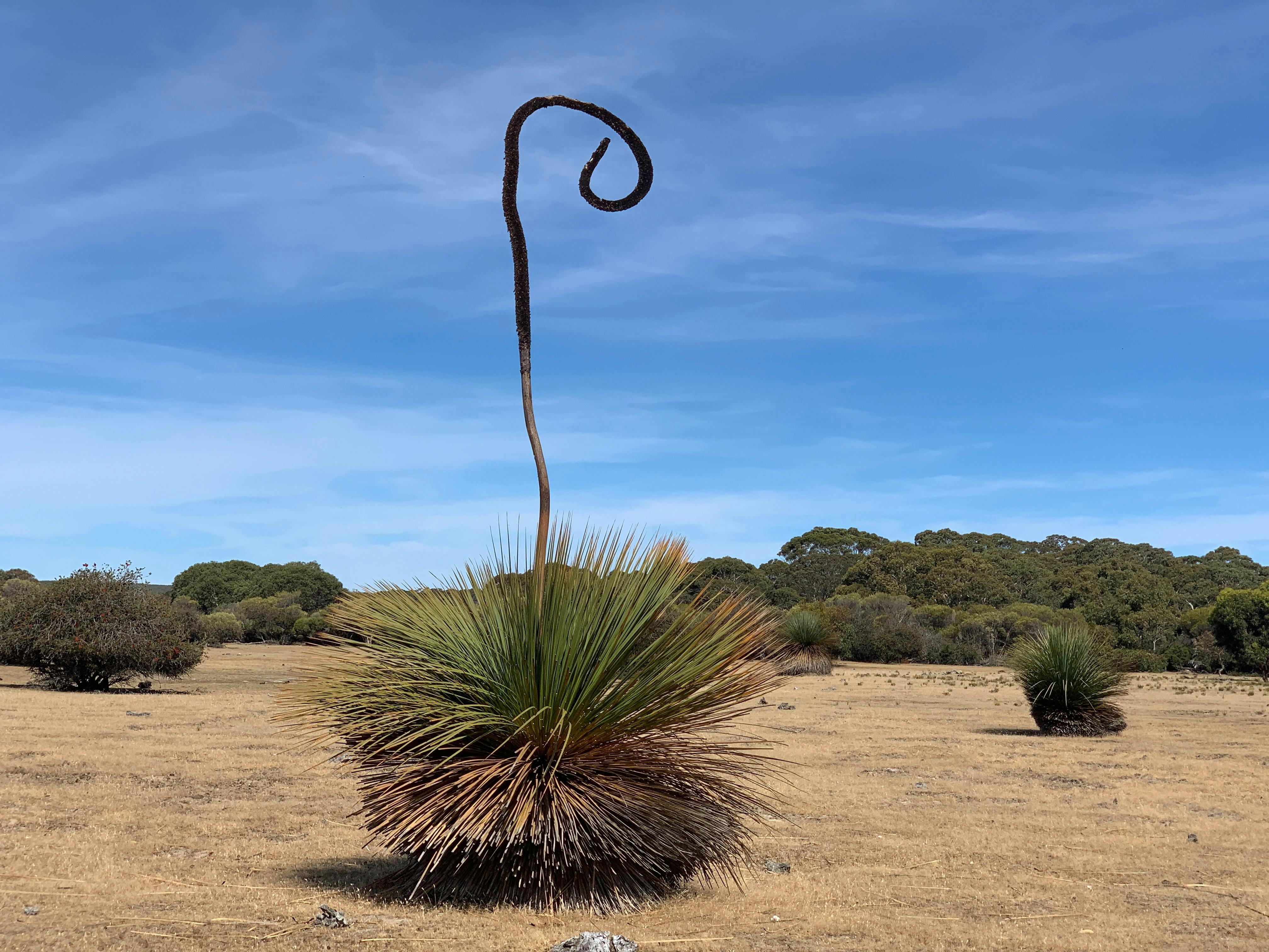 Grasstree