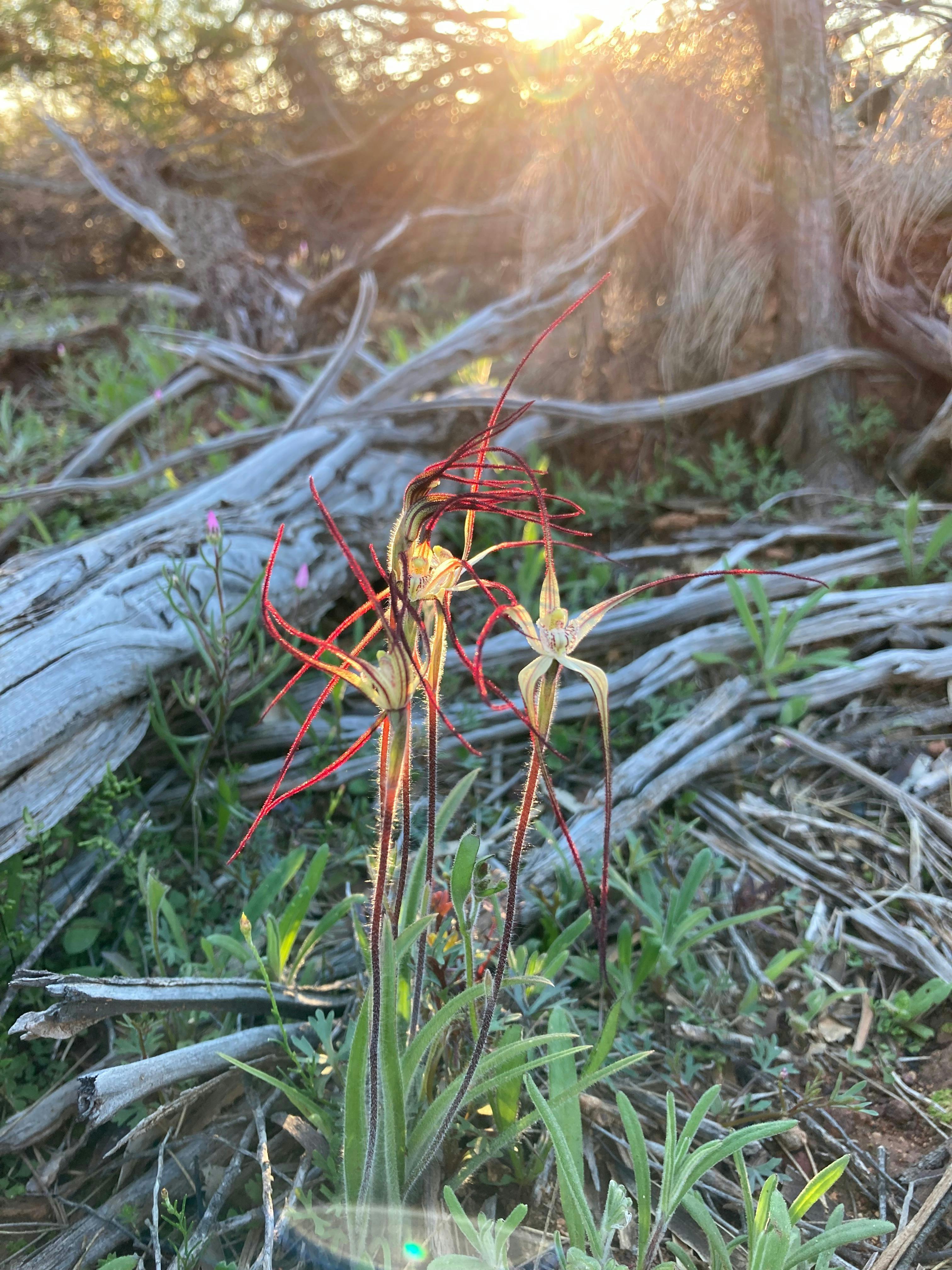Spider Orchids seen on a wildflower tour with New Leaf Connect
