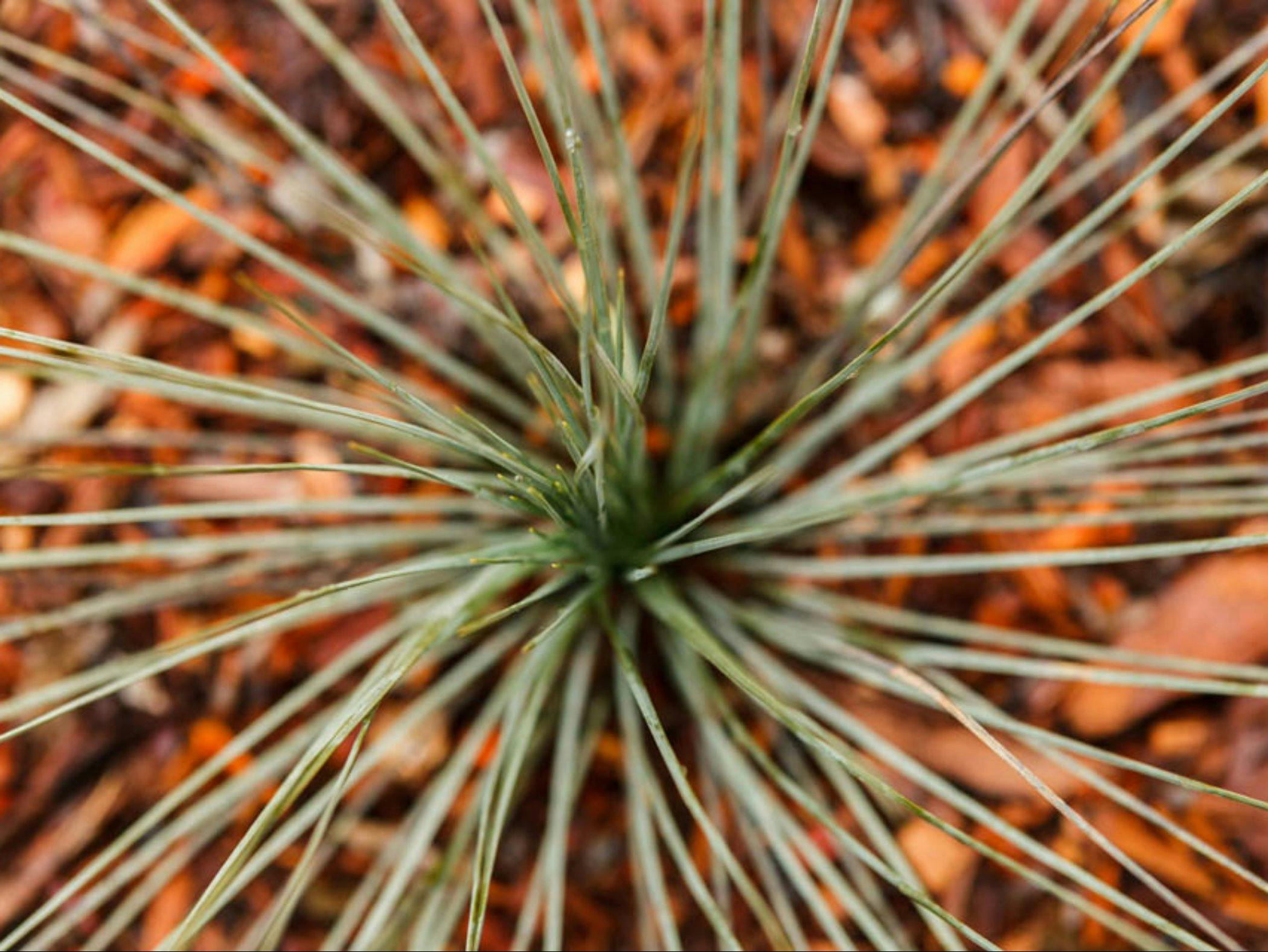 Bush Tucker Garden - Bullawah Cultural Trail