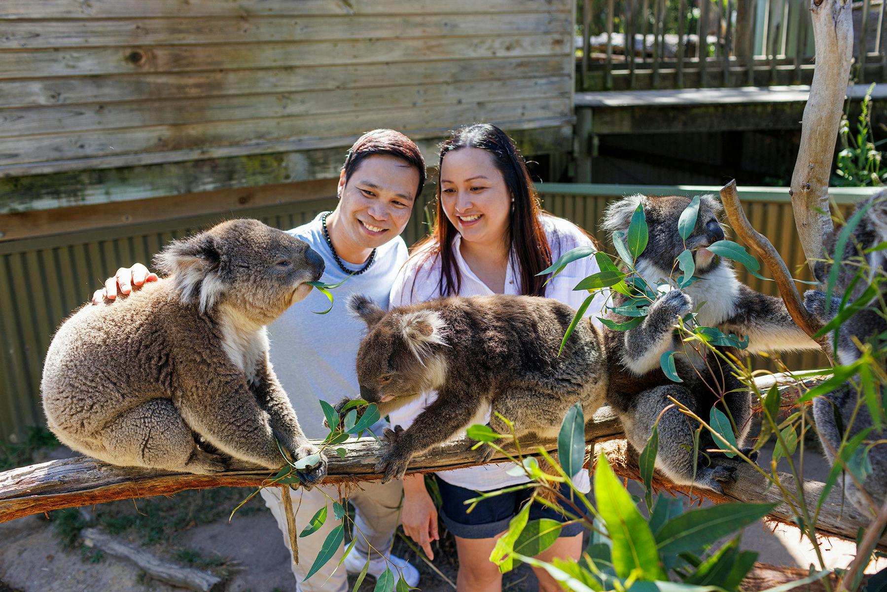 2 people patting Koalas