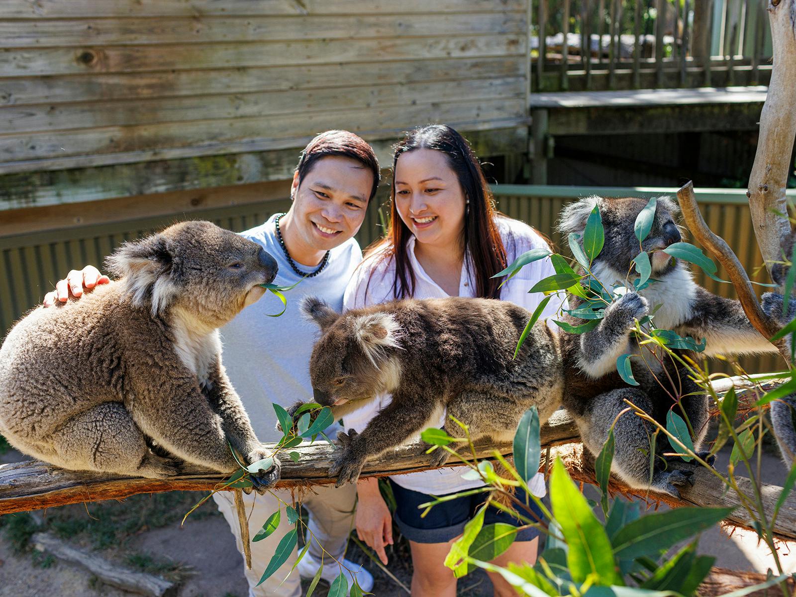 2 people patting Koalas