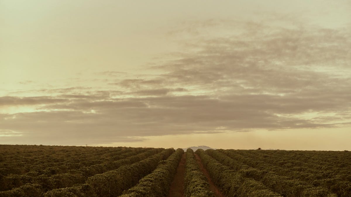Wide view of Australian coffee plantation rows at the Jack Murat Coffee Farm in Queensland.