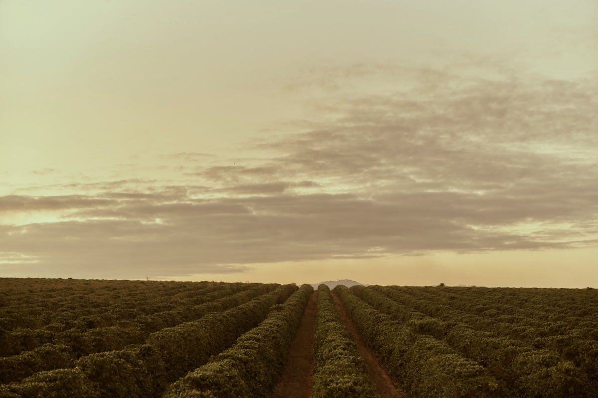 Wide view of Australian coffee plantation rows at the Jack Murat Coffee Farm in Queensland.