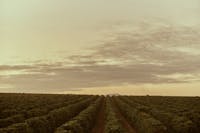 Wide view of Australian coffee plantation rows at the Jack Murat Coffee Farm in Queensland.