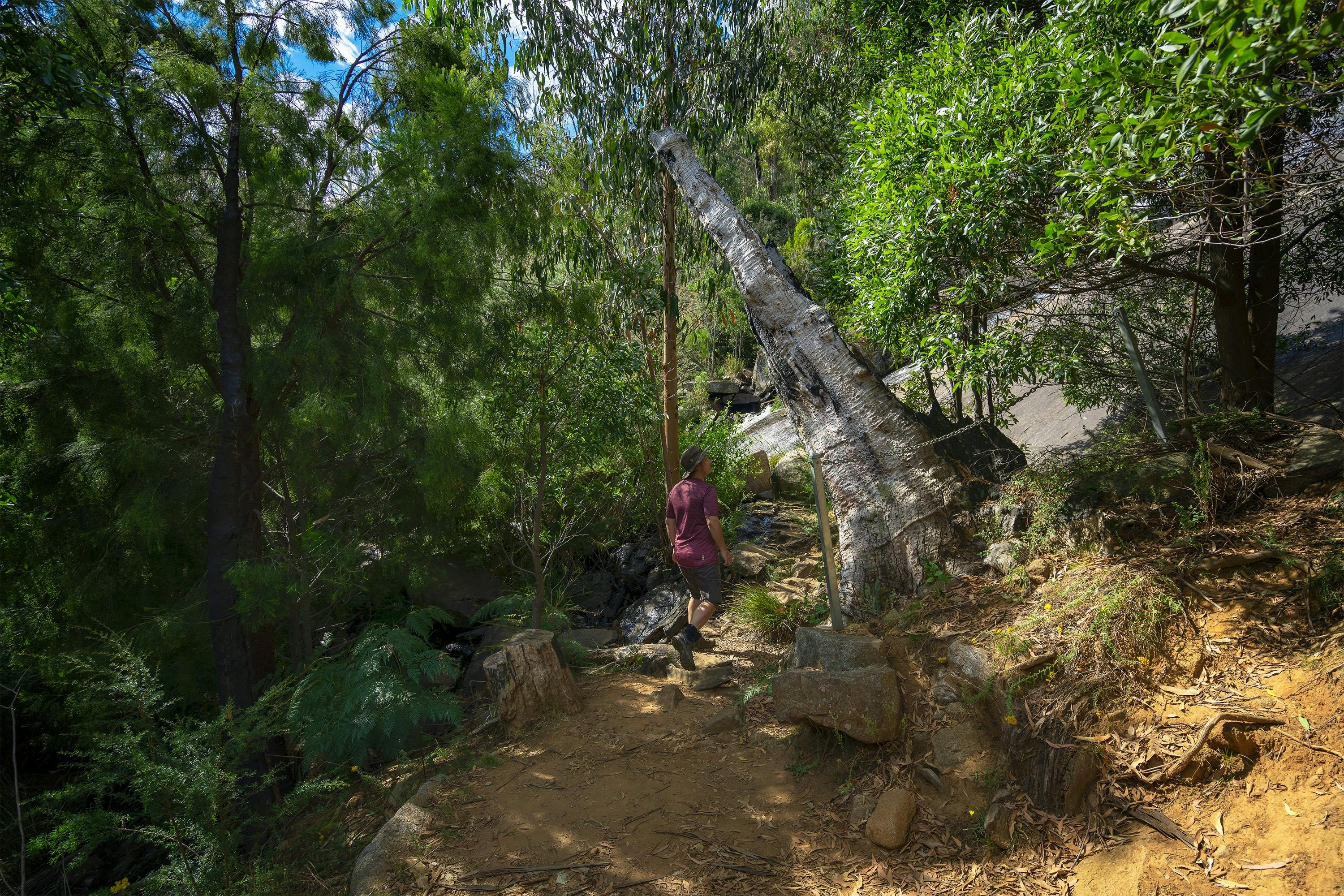 Wilhelmina Falls Walk