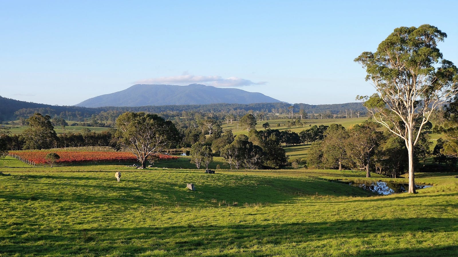 Rusty Fig Wines