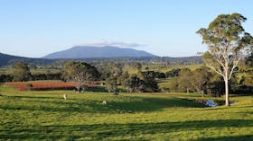 Rusty Fig Wines