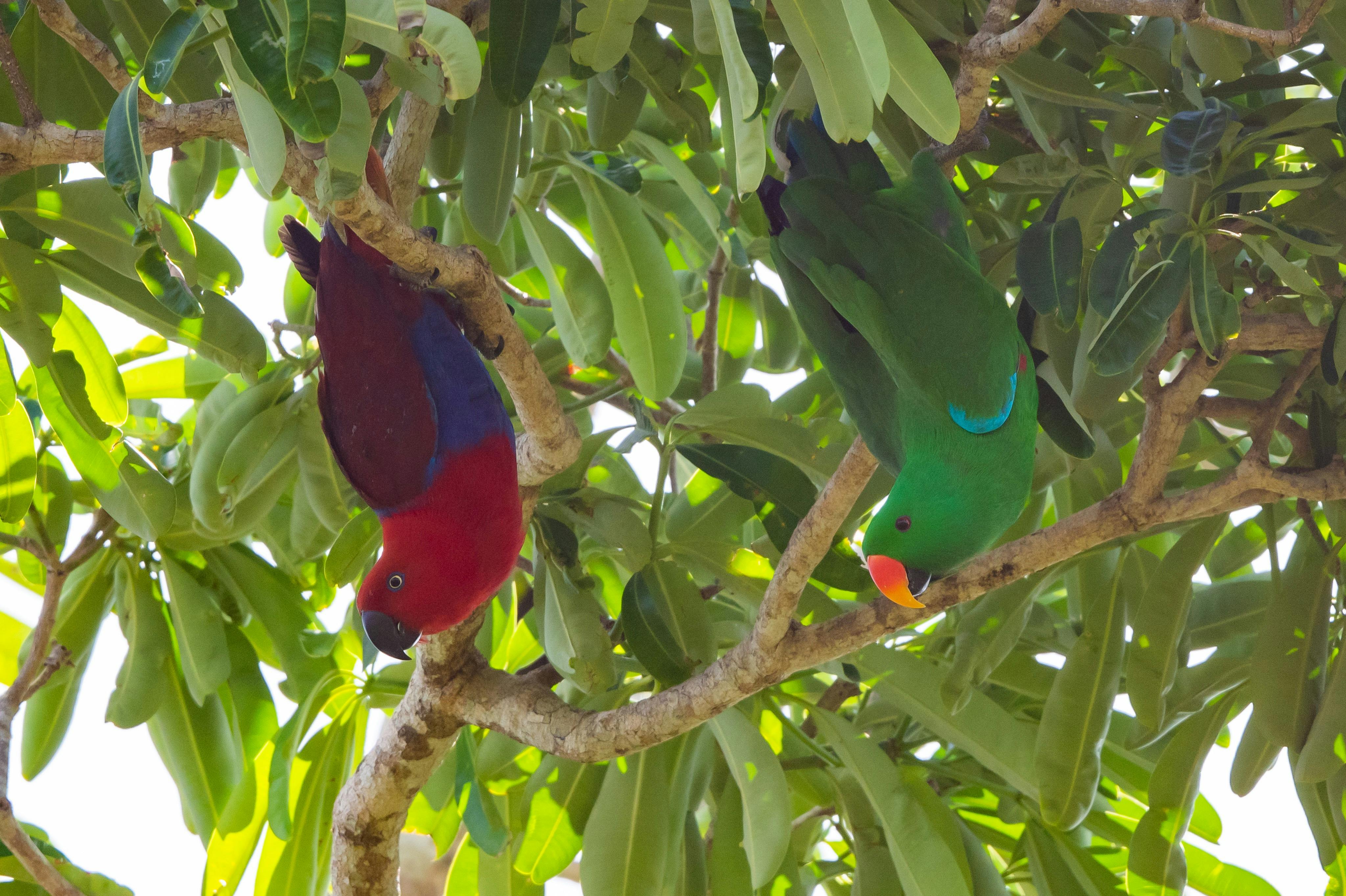 Eclectus Parrot (Eclectus roratus)