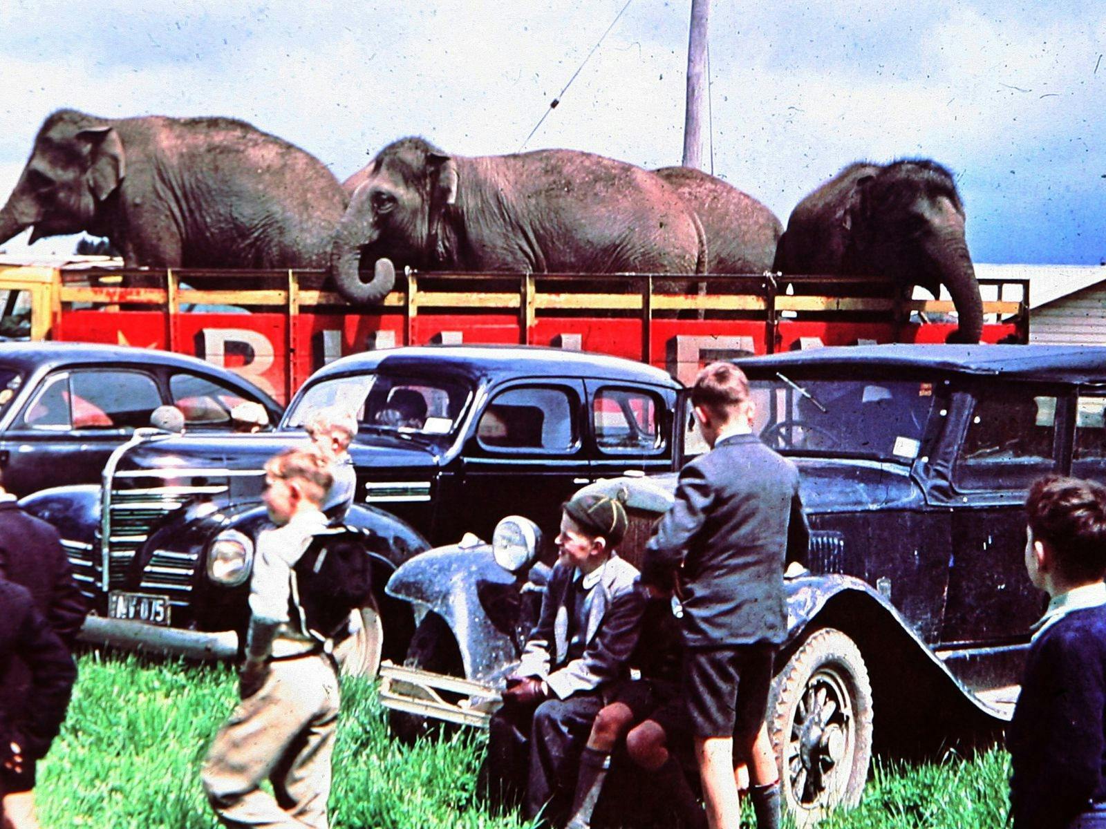 By 1956 the elephants entered town on the back of motorised trucks.