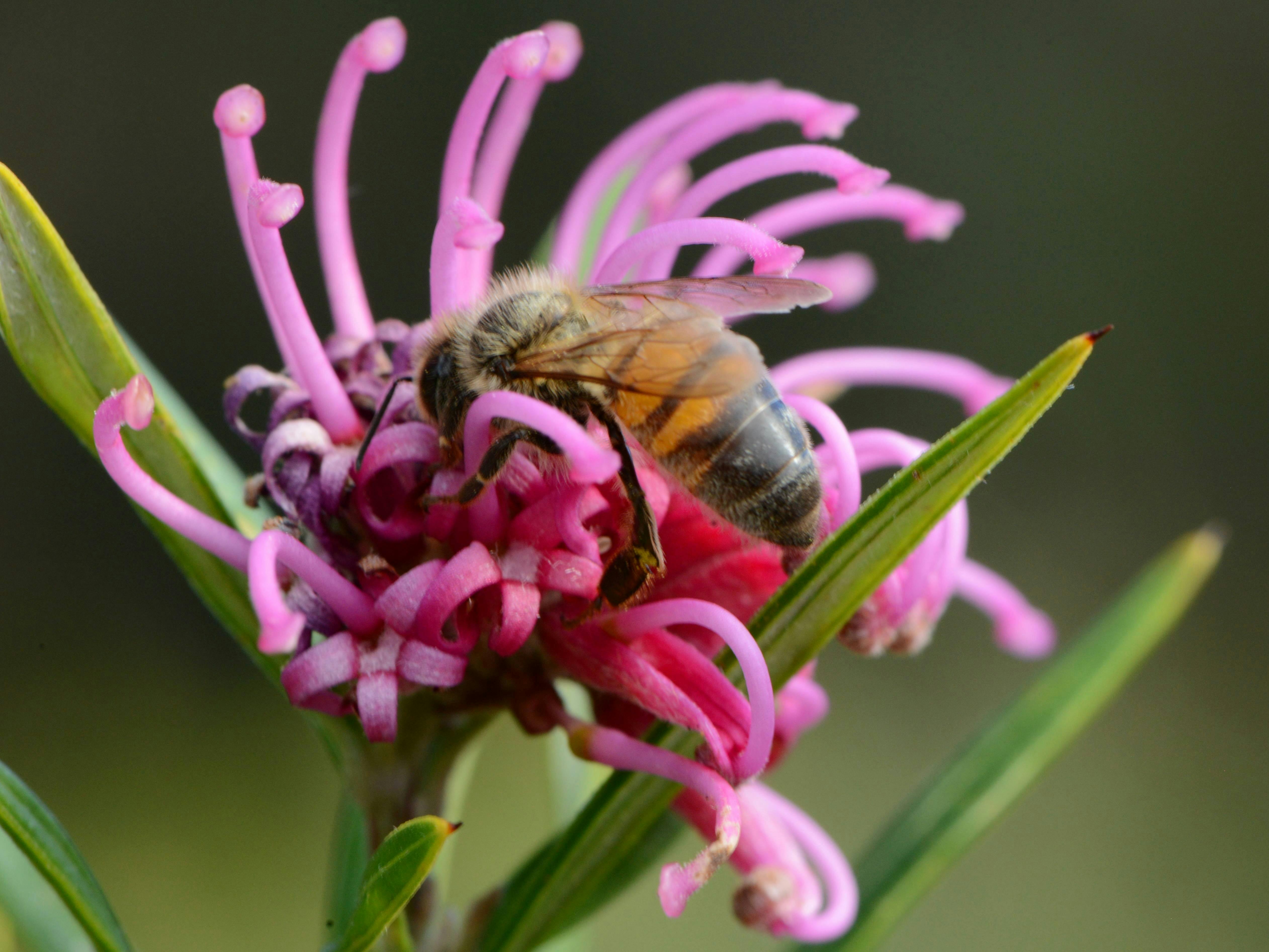 Illawarra Grevillea Park Botanic Garden