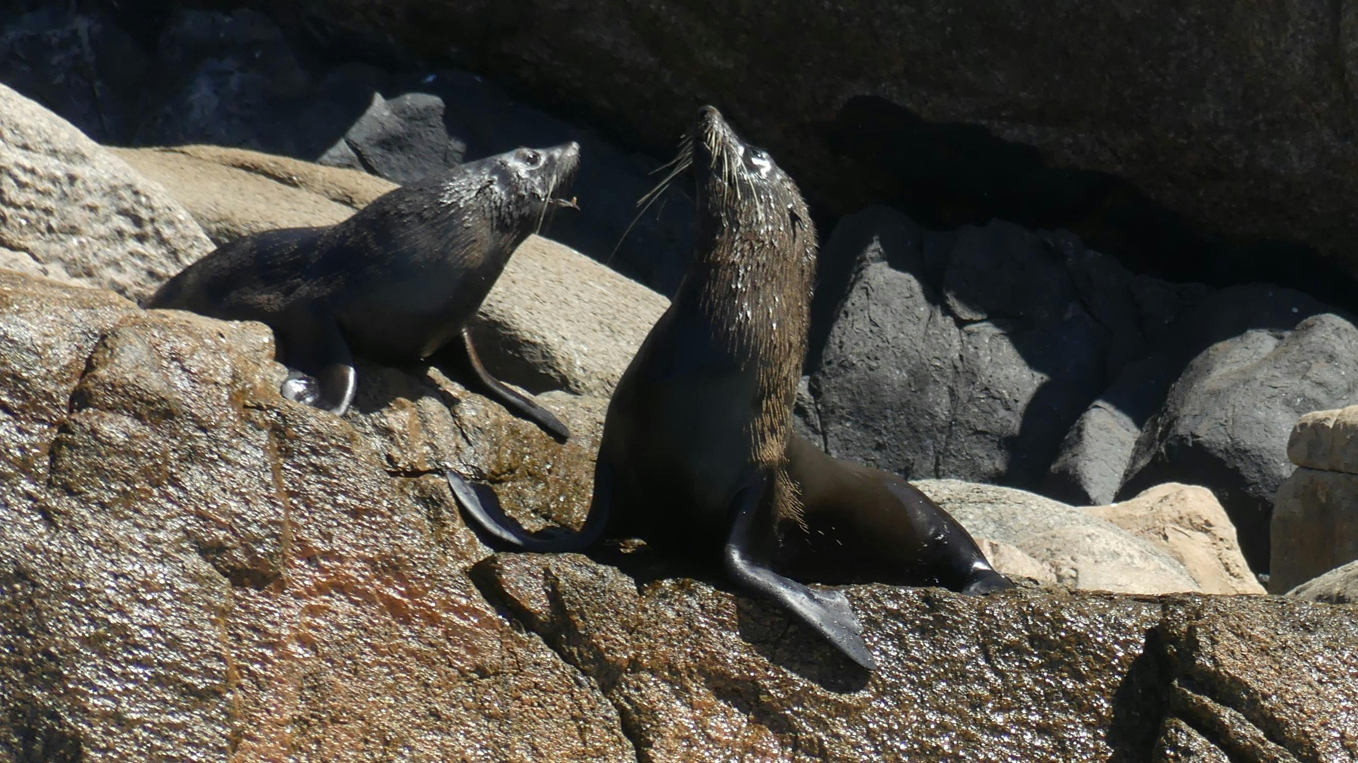 Long Nosed Fur Seals & Australian Sea Lions