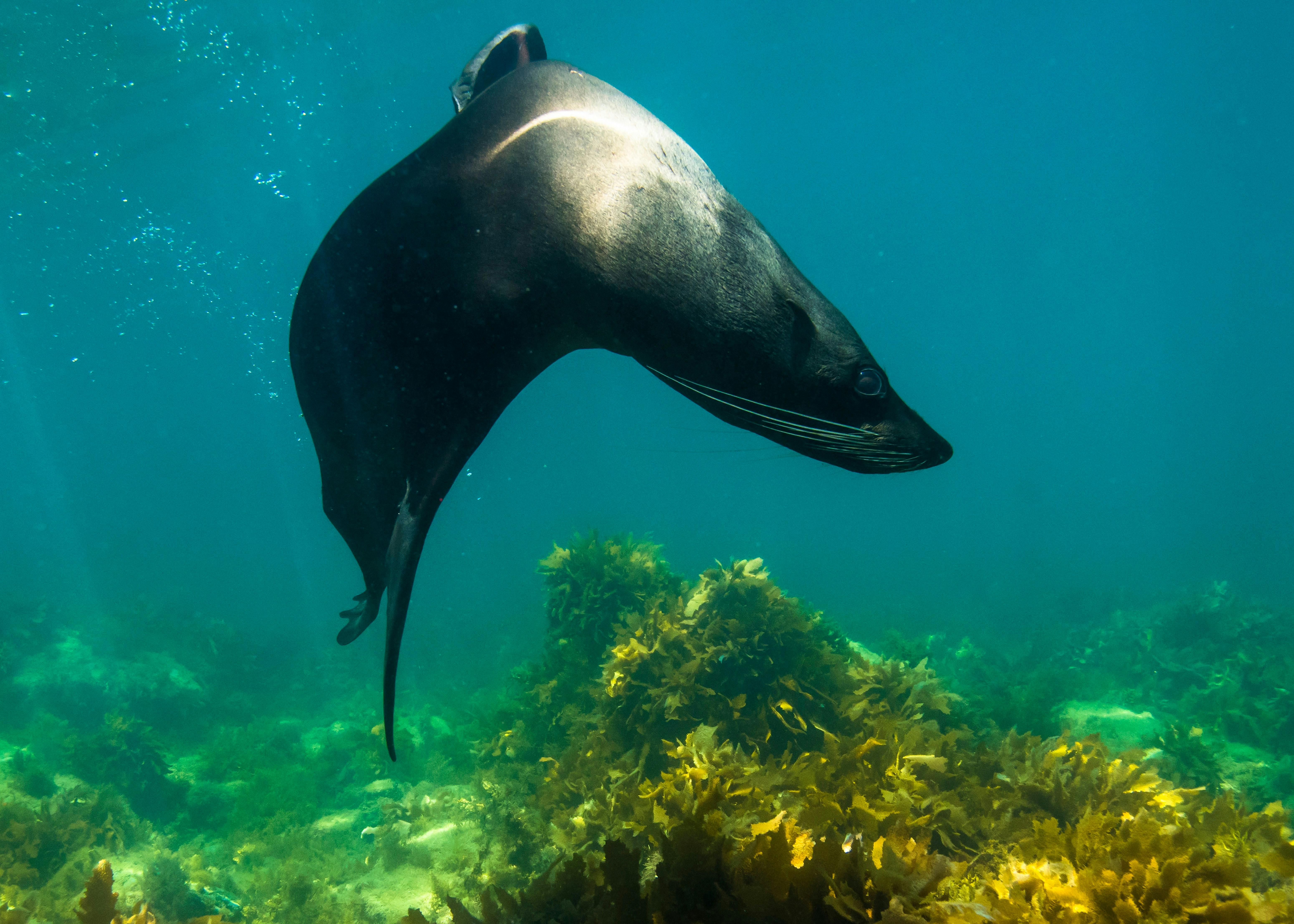 Swimming with Seals with Kangaroo Island Ocean Safari