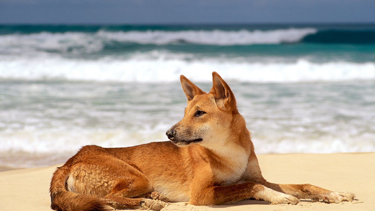 Dingo