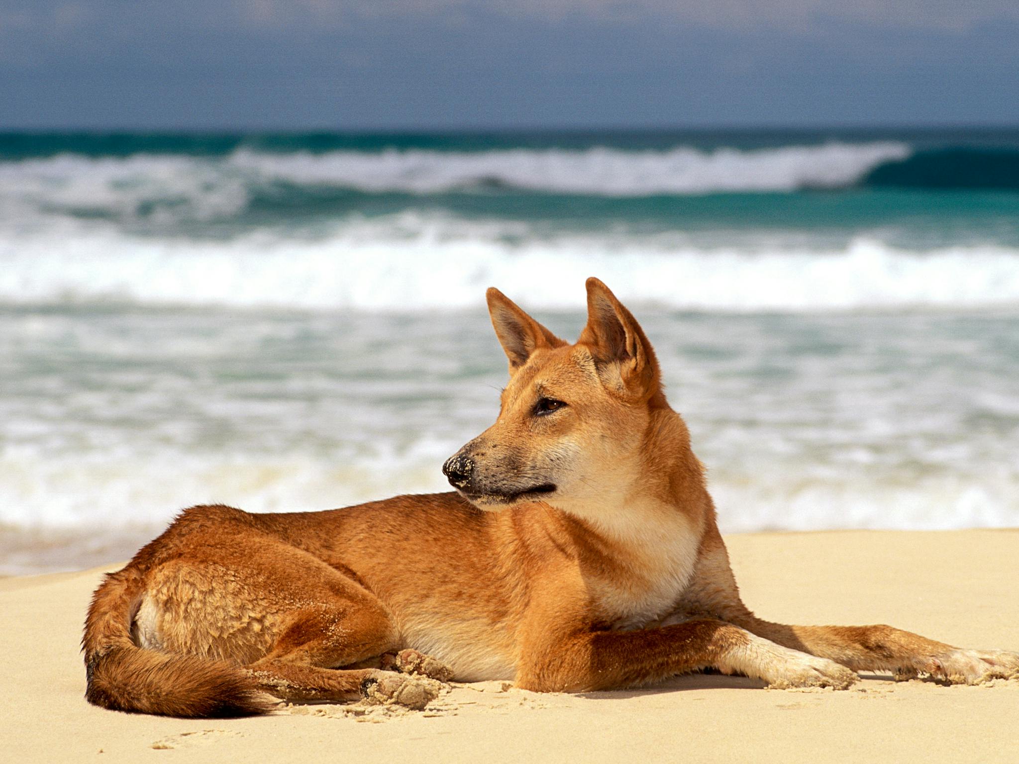 Dingo