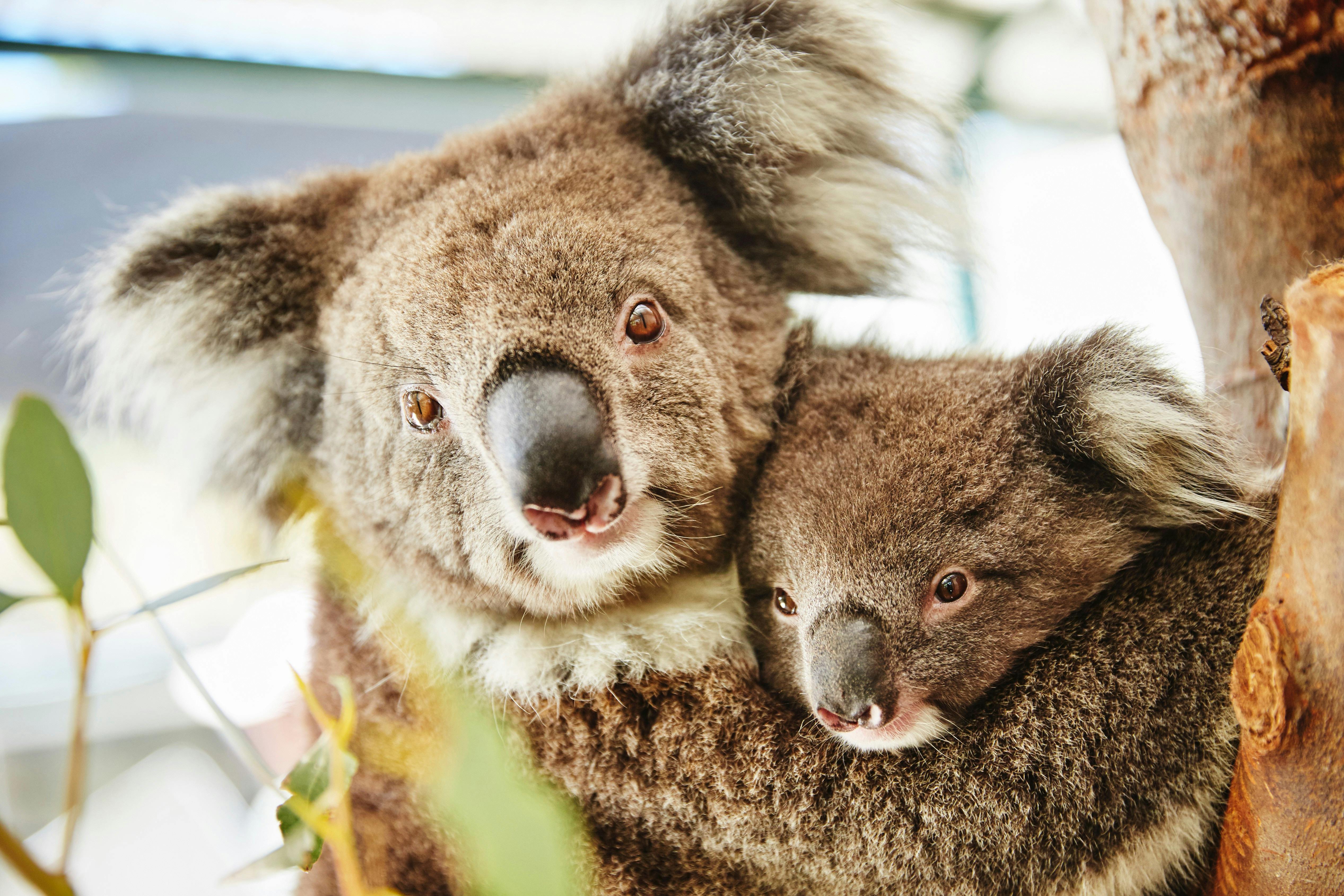 Koala with Joey