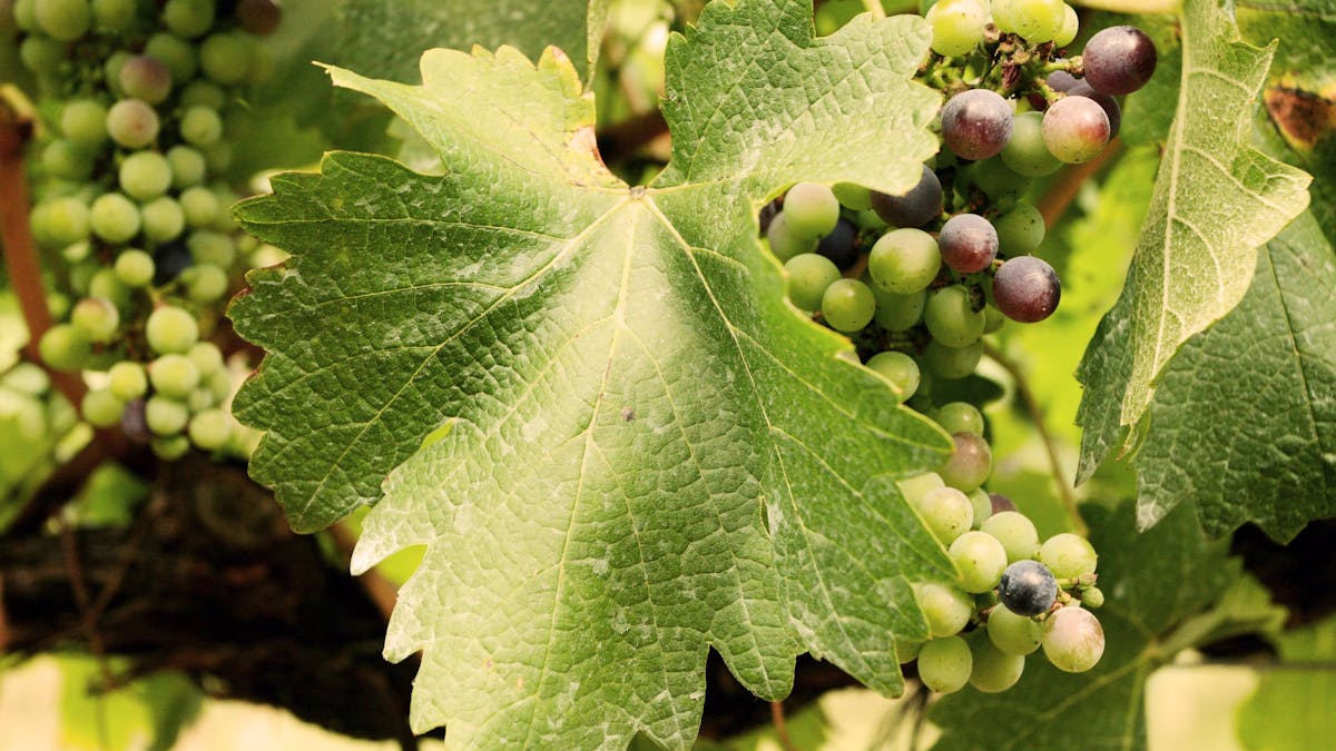 Grapes, Crows Nest