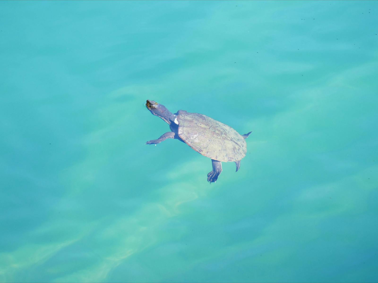 Freshwater turtle