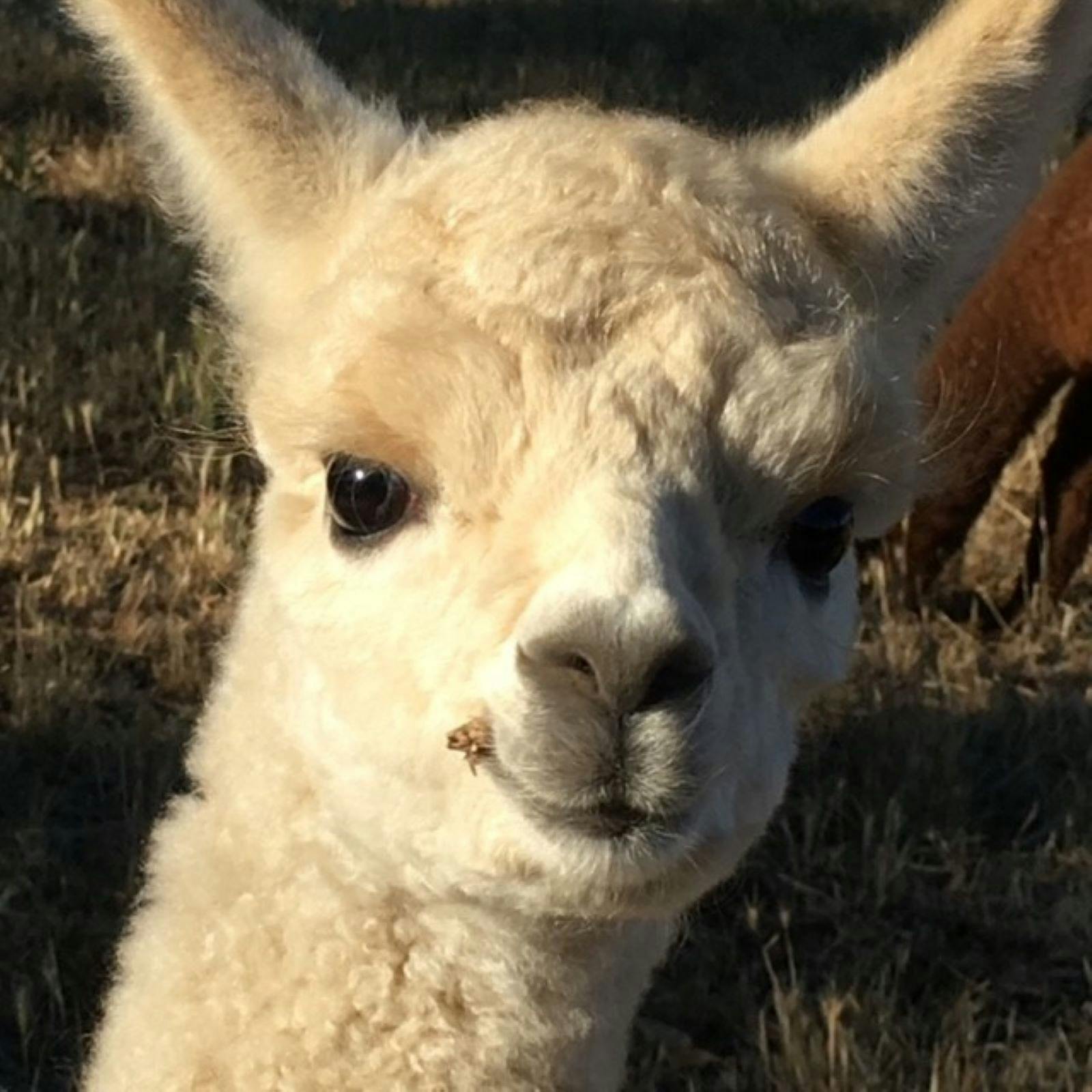 Rosehaven Farms