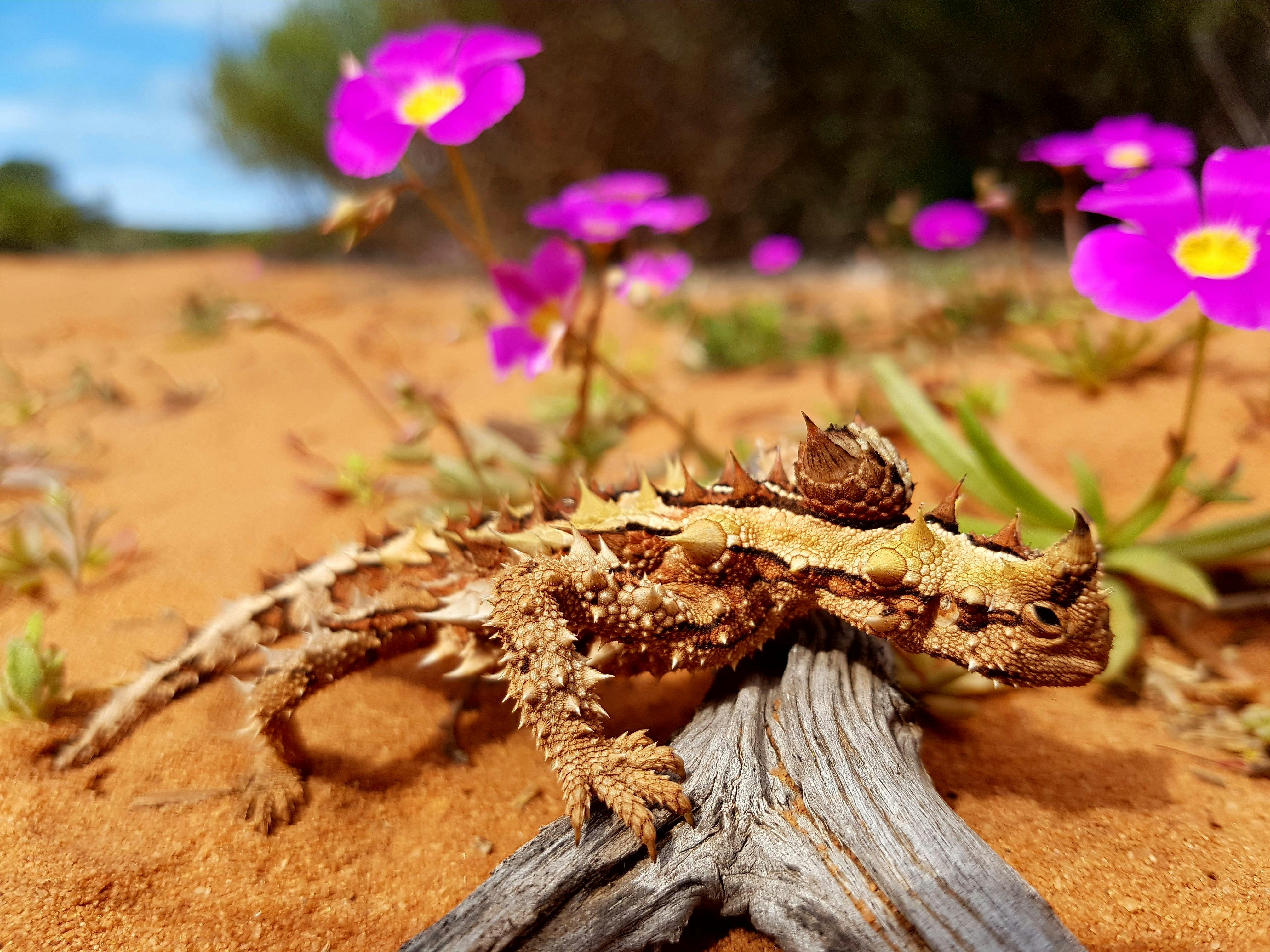 Shark Bay 4WD, Shark Bay, Western Australia