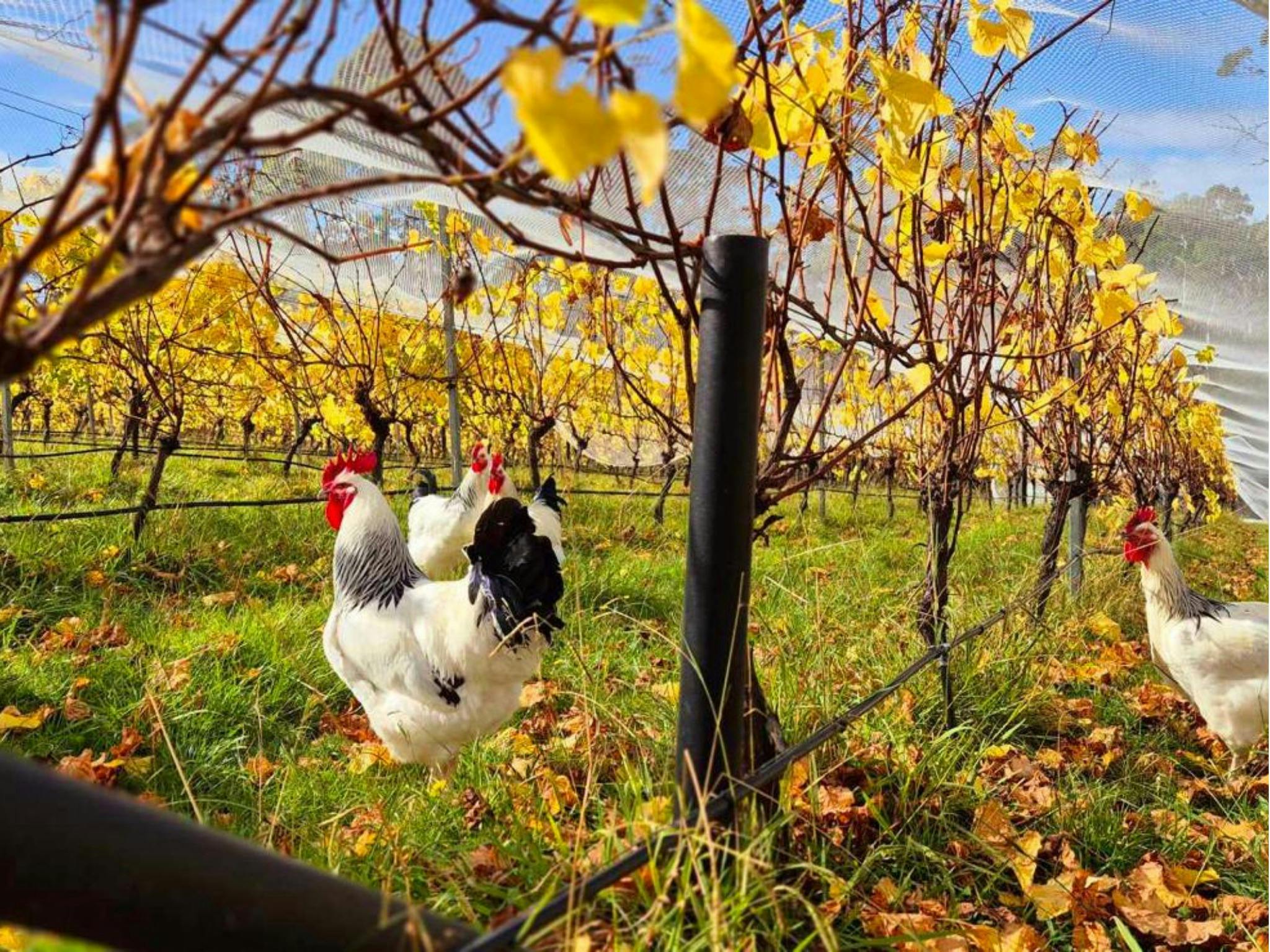 Chicken under the vines