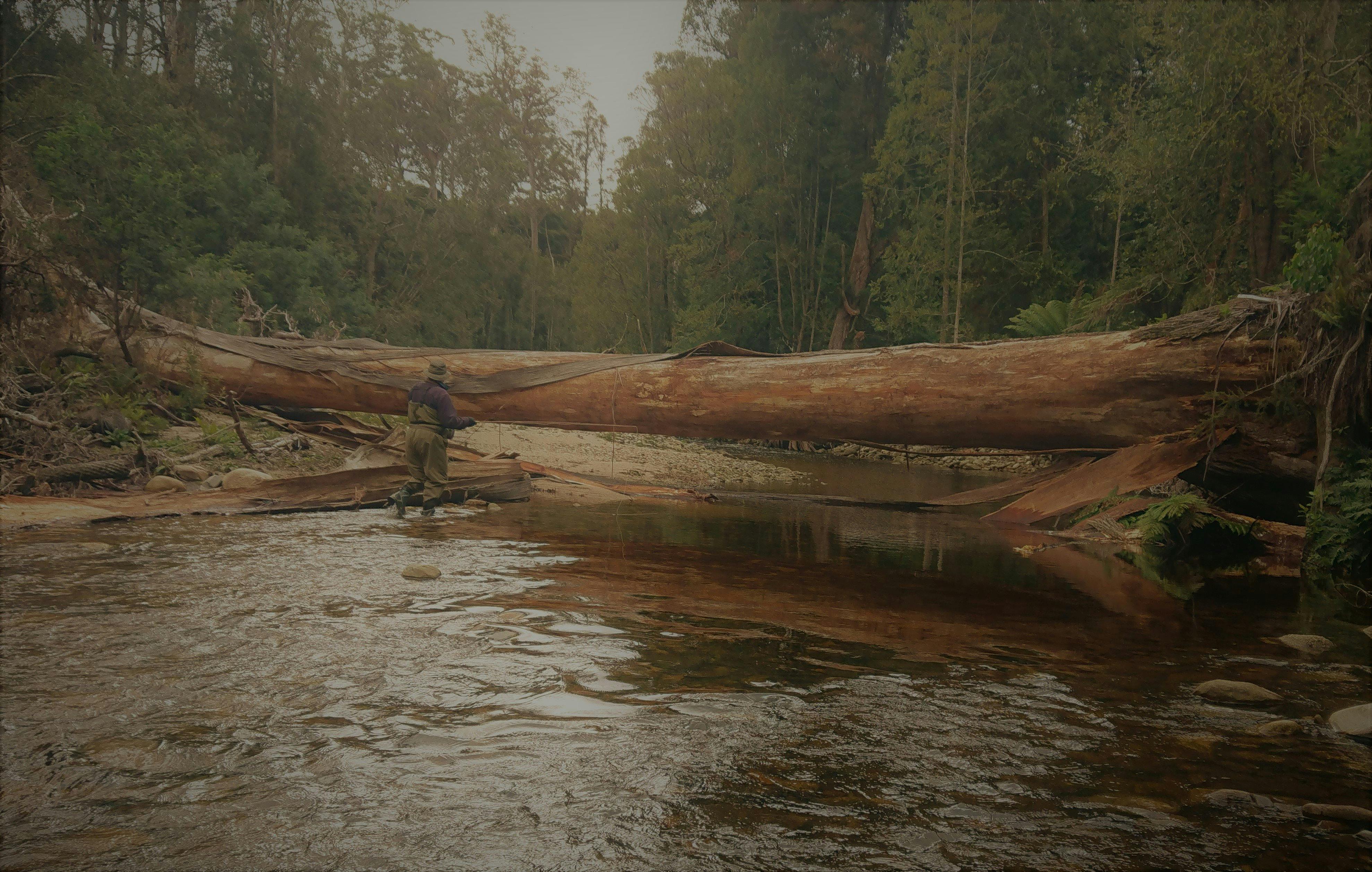 Wild brown trout, small dry fly fishing on the upper South Esk river.