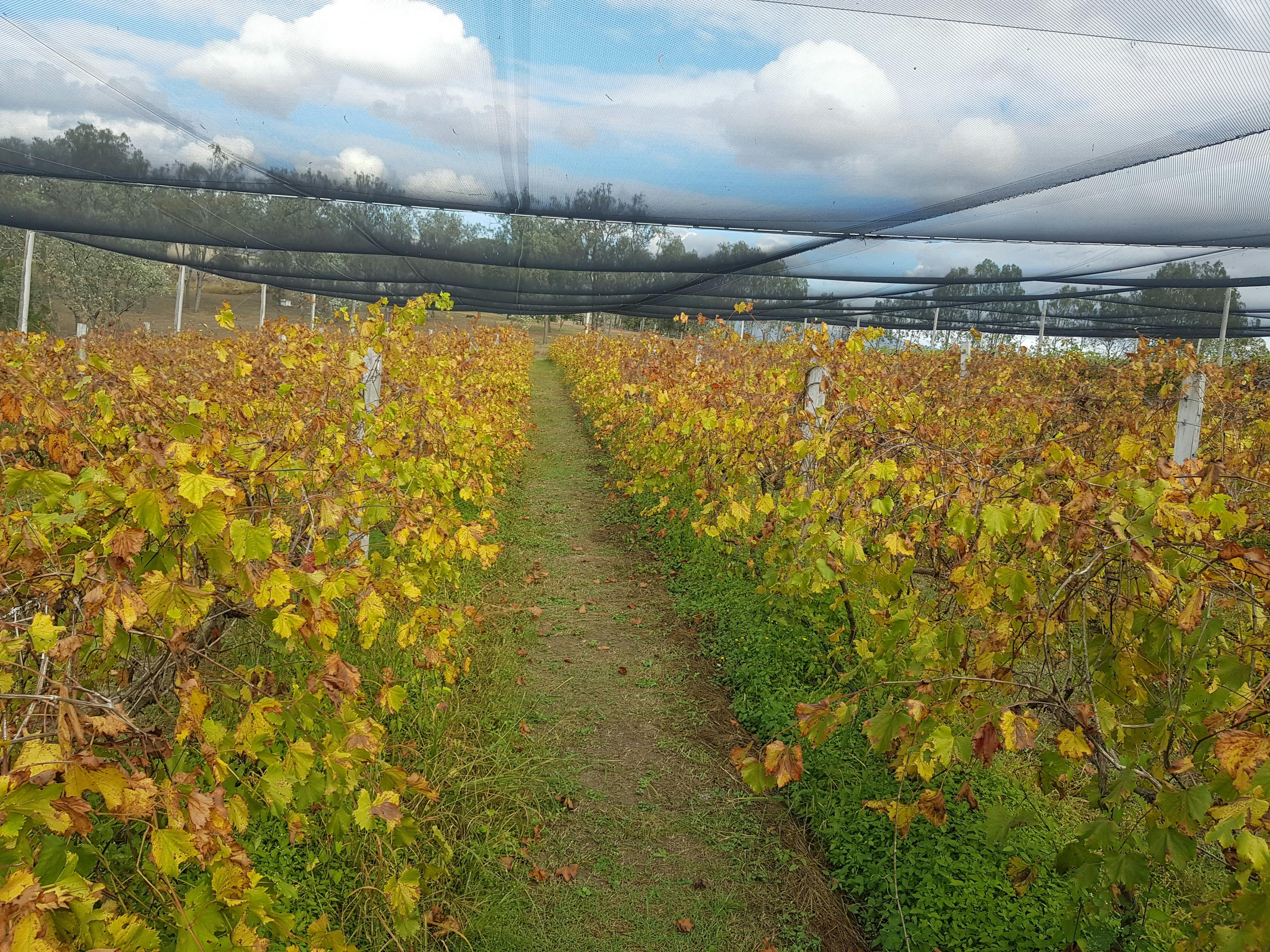 Autumn in the lower block - Chambourcin grapes - source of our Ntural Juice and our Bunyip Fortified