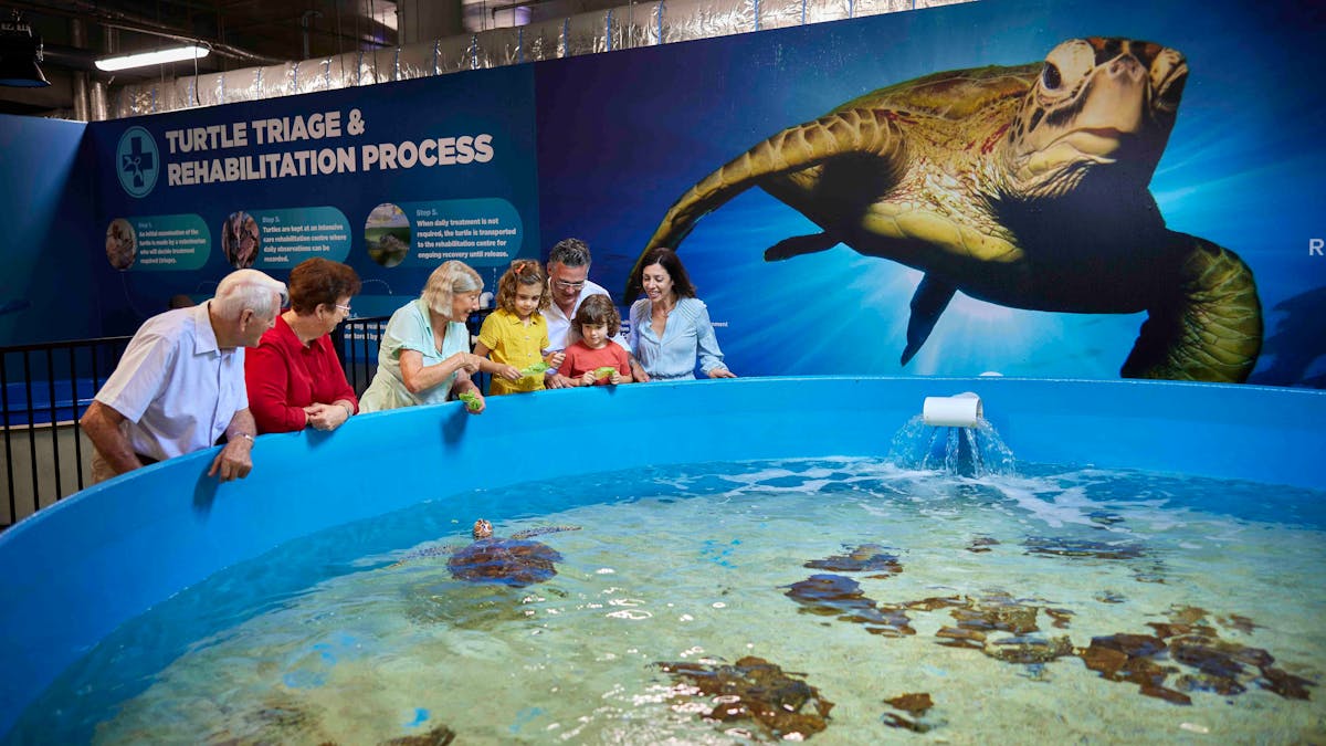 Guided tour through the Turtle Hospital