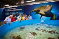 Guided tour through the Turtle Hospital