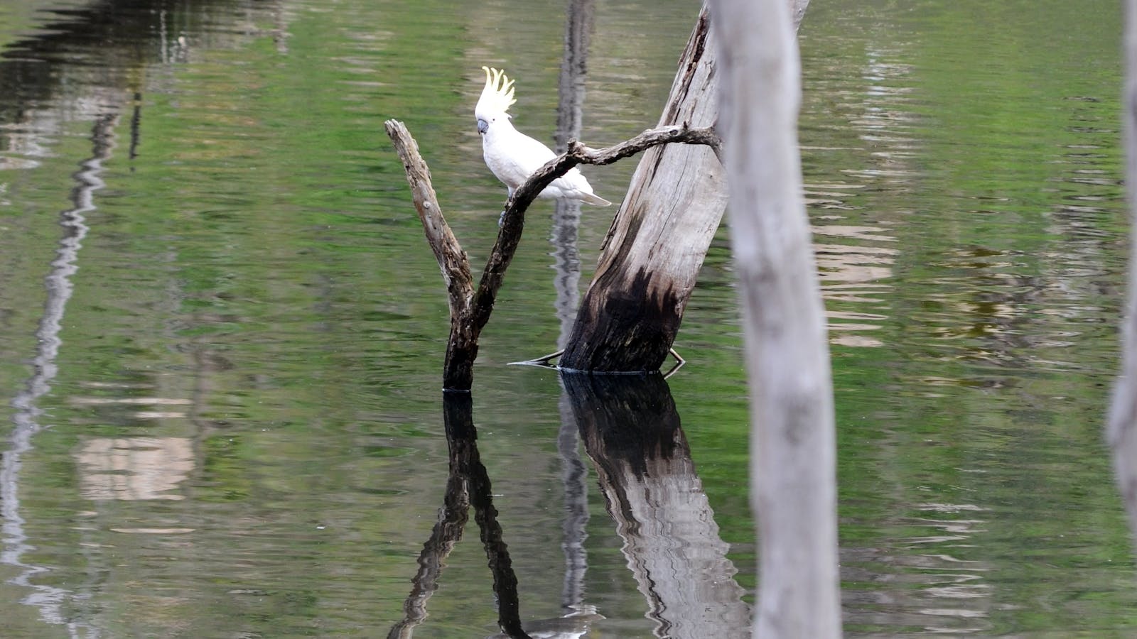 Sturt Gorge Recreation Park
