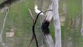 Sturt Gorge Recreation Park