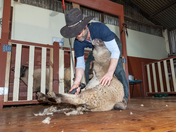 there are to sheep shearing shows daily along with a boomerang throwing display