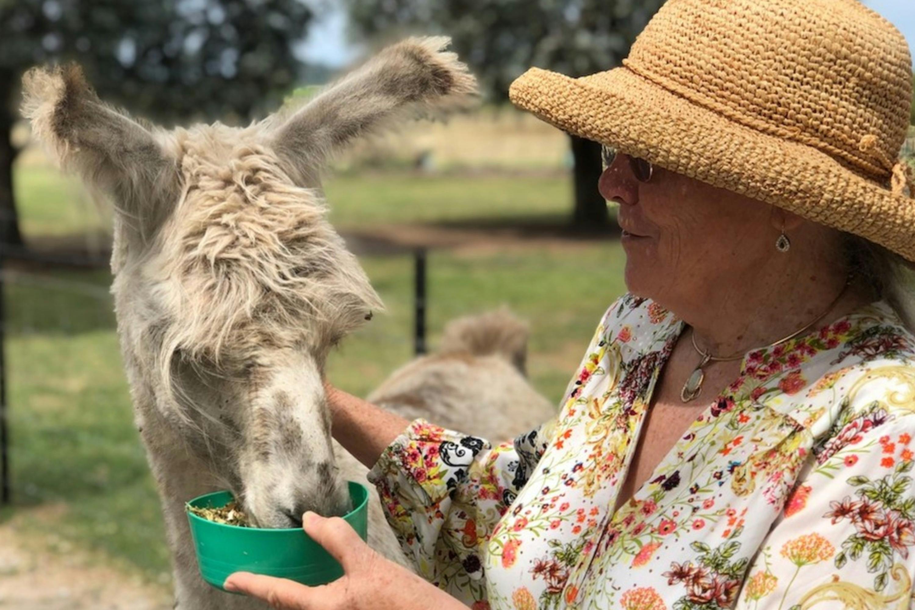 Happy llama getting feed from a bowl