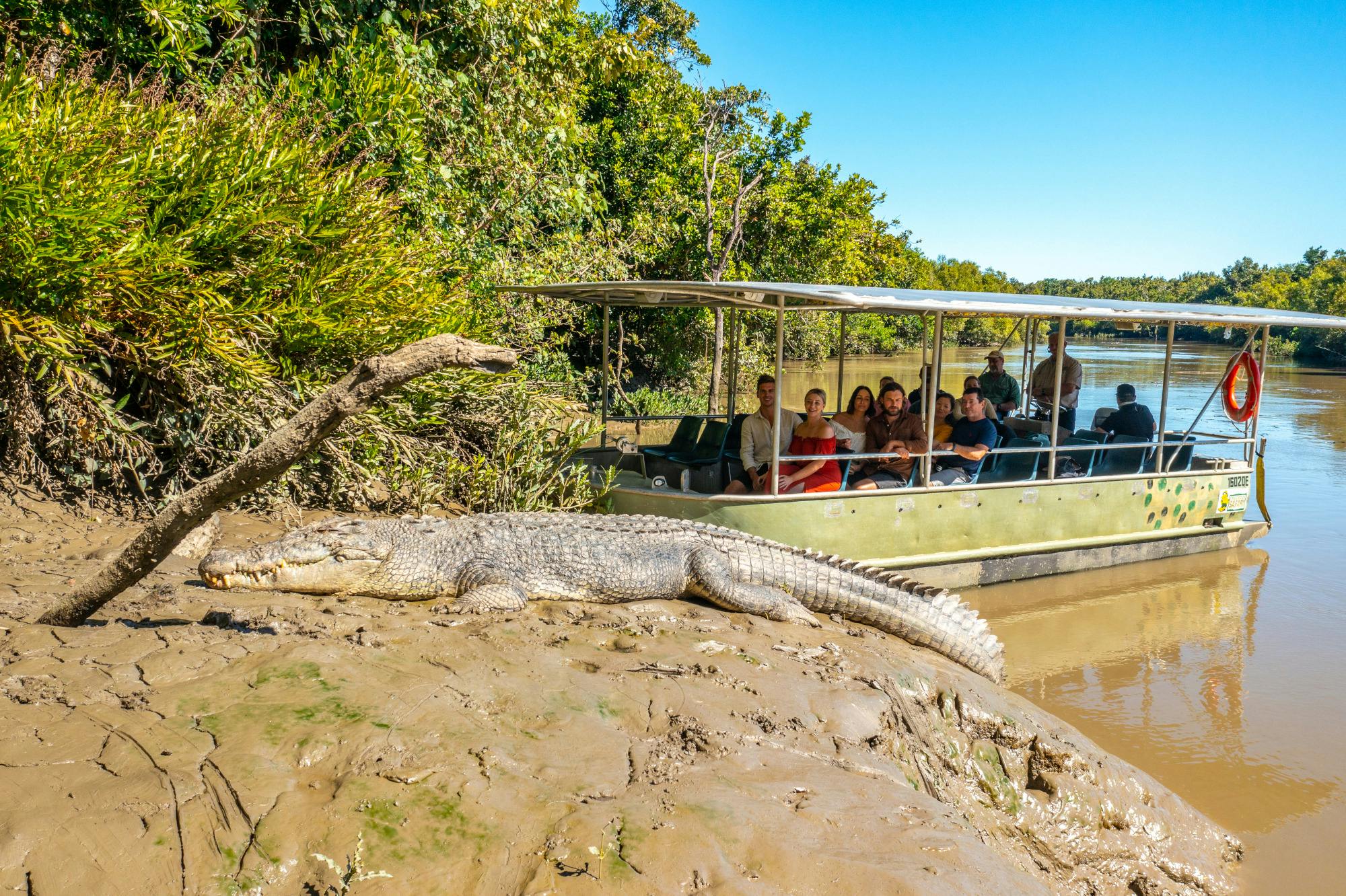 Croc Encounters Proserpine River