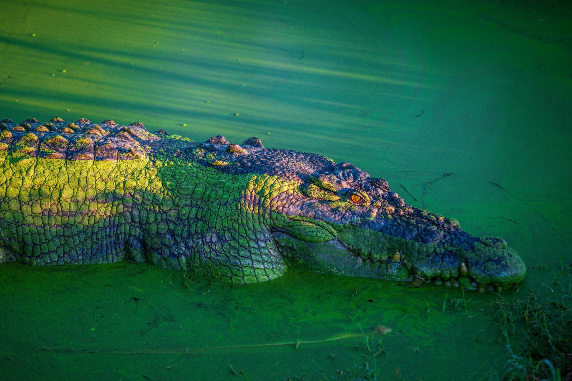 crocodile in shallow water