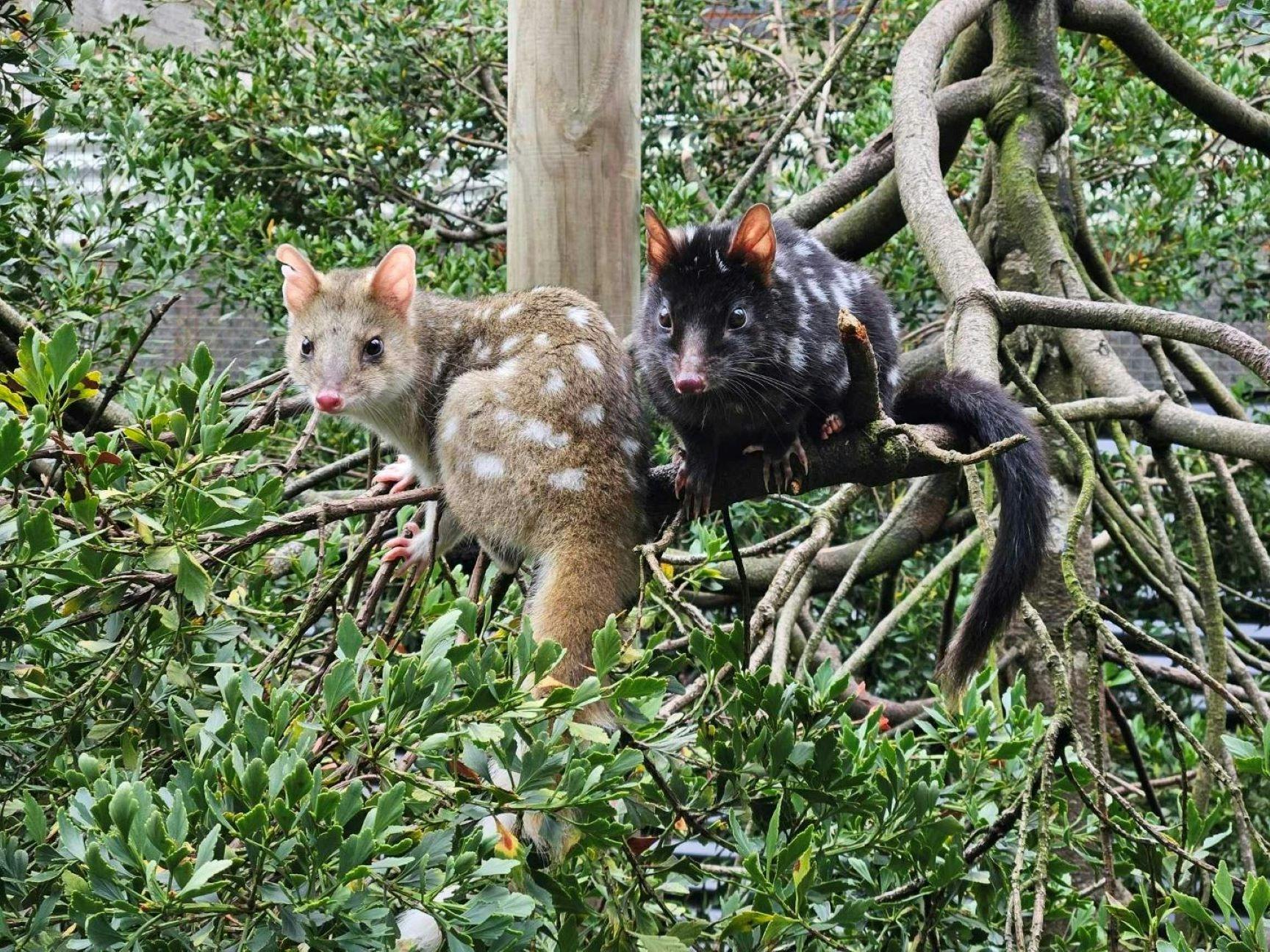 A pair of Eastern Quolls