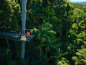 Tamborine Rainforest Skywalk